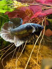 Betta Plakat Cooper Yellow