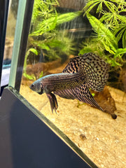 Betta Alien Cooper **