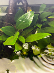 Anubia Congensis