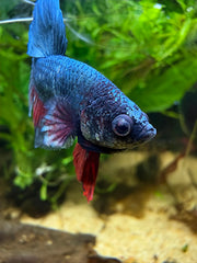 Betta Plakat Cooper Red
