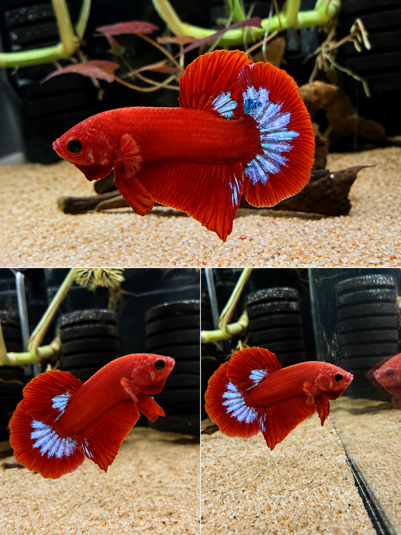 Betta Plakat Red Hellboy – Mâle