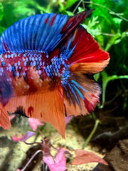 Betta Plakat Double Tail Nemo Galaxy