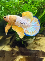Betta Plakat Yellow Hellboy