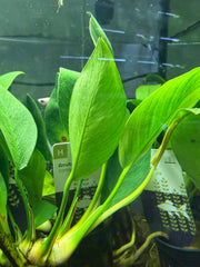 Anubia Congensis