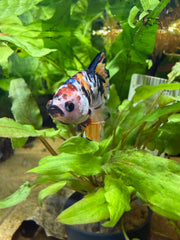 Betta Yellow galaxy - Picasso