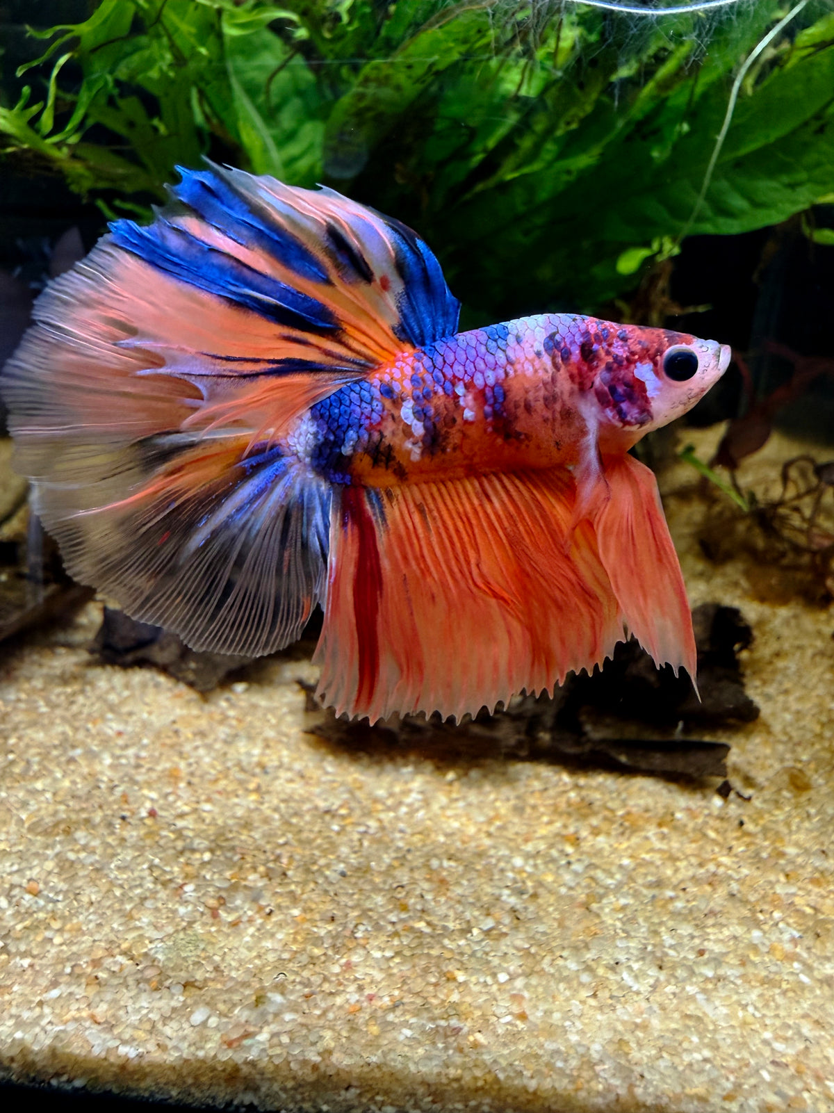 Betta Halfmoon Nemo Candy Koi