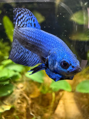 Betta Alien blue