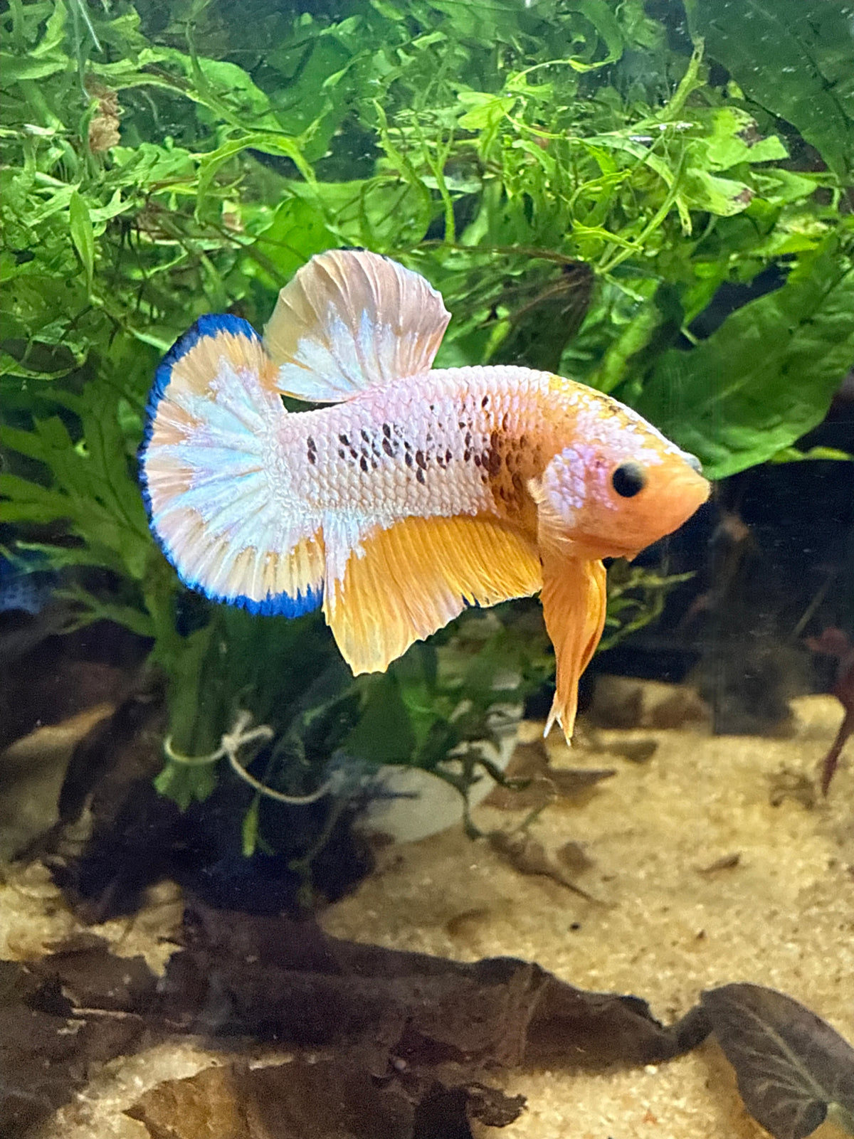 Betta Plakat Yellow Hellboy