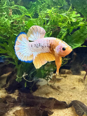 Betta Plakat Yellow Hellboy