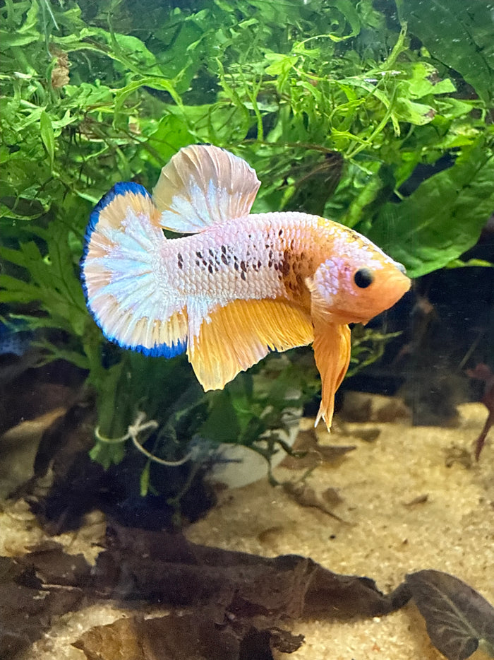 Betta Plakat Yellow Hellboy