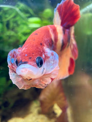 Betta Plakat Nemo Galaxy