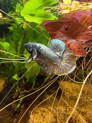 Betta Plakat Cooper Yellow