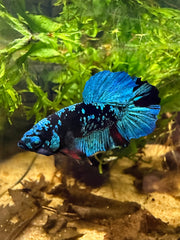 Betta Plakat Avatar