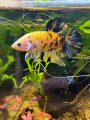 Betta Plakat Yellow Galaxy