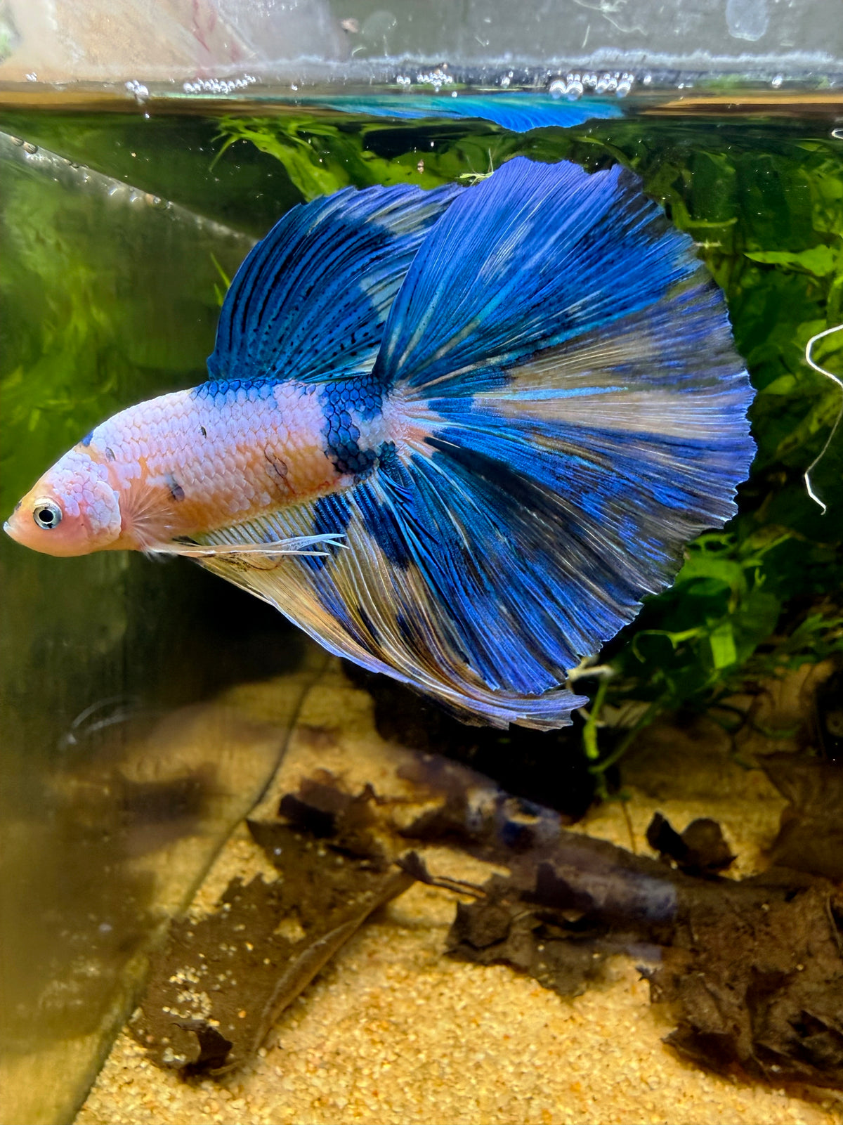 Betta Halfmoon Yellow Galaxy