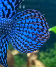 Betta Alien blue