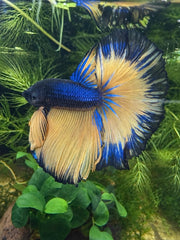 Betta Halfmoon mustard gas