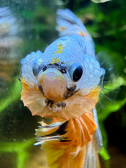 Betta Halfmoon Fancy Yellow Cooper