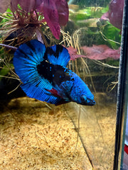 Betta Plakat Avatar