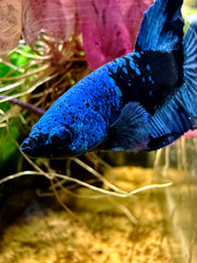 Betta Plakat Avatar