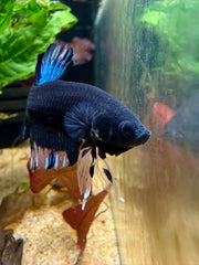 Betta Plakat Avatar
