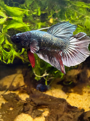 Betta Plakat Cooper Red