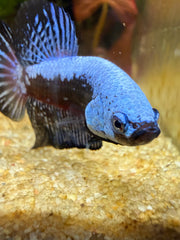 Betta Plakat Samouraï blue**