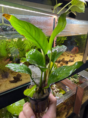 Anubia heterophylla