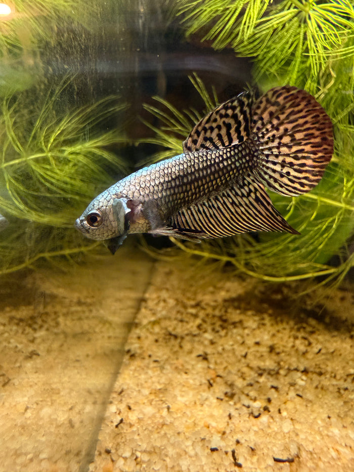 Betta Alien Cooper *