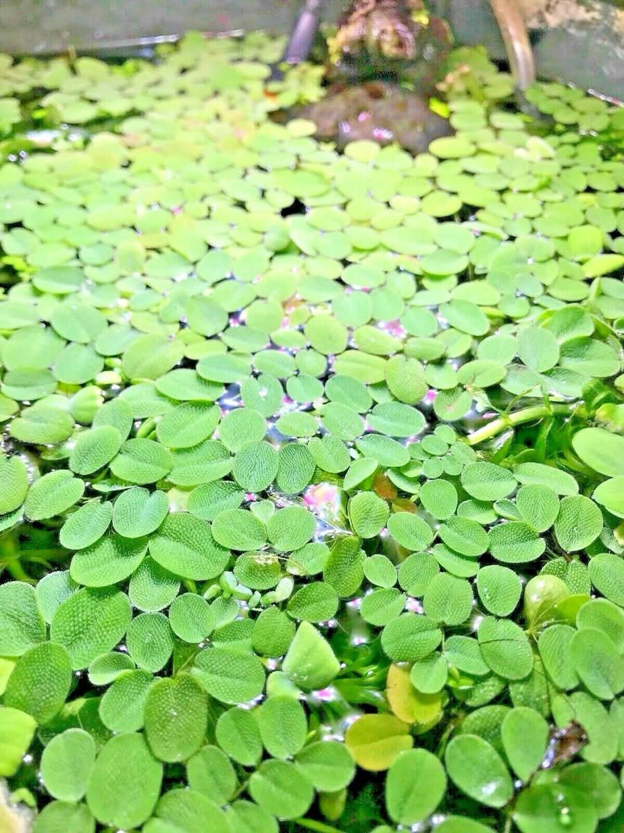 Salvinia – Plante flottante d’aquarium – Portion de 25 g