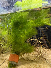 Ceratophyllum