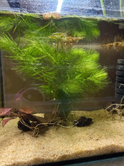 Ceratophyllum