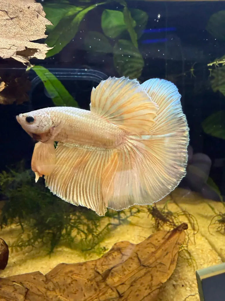 Betta Halfmoon Dragon Yellow