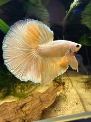 Betta Halfmoon Dragon Yellow