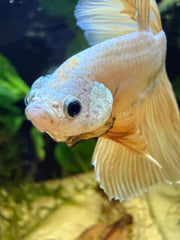 Betta Halfmoon Dragon Yellow
