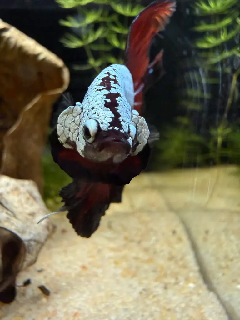 Betta Halfmoon Samouraï Black Vampire