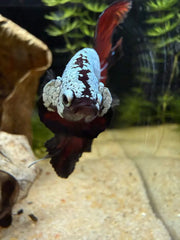 Betta Halfmoon Samouraï Black Vampire