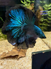 Betta Halfmoon Blue Orchid