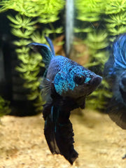 Betta Halfmoon Blue Orchid