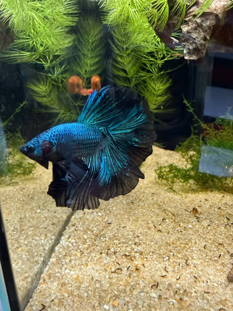 Betta Halfmoon Blue Orchid