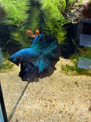Betta Halfmoon Blue Orchid