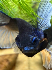 Betta Halfmoon Dumbo Bicolore
