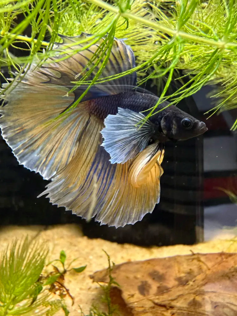 Betta Halfmoon Dumbo Bicolore