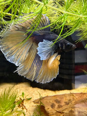 Betta Halfmoon Dumbo Bicolore