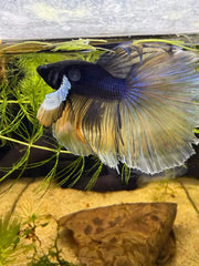 Betta Halfmoon Dumbo Bicolore