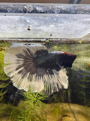 Betta Halfmoon Cooper Butterfly