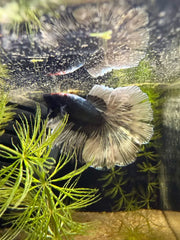 Betta Halfmoon Cooper Butterfly