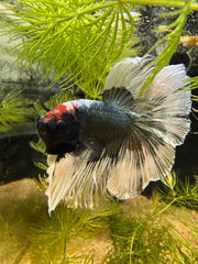 Betta Halfmoon Cooper Butterfly