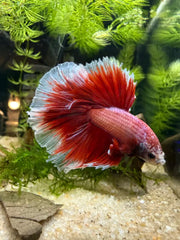 Betta Halfmoon triband red