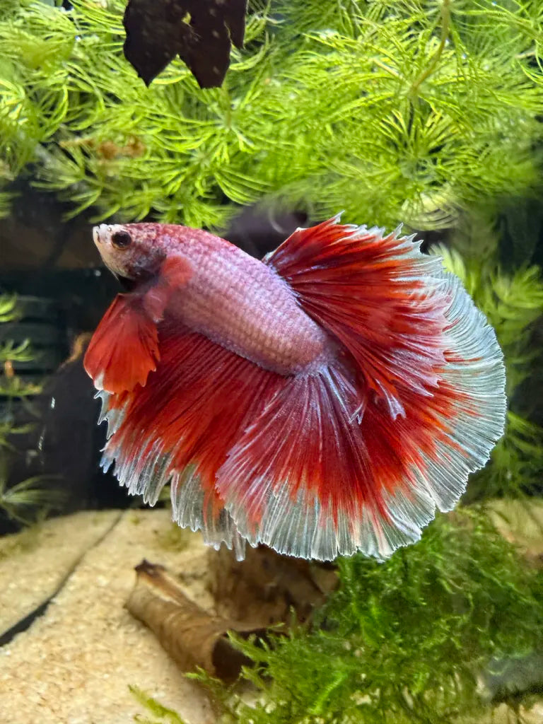 Betta Halfmoon triband red